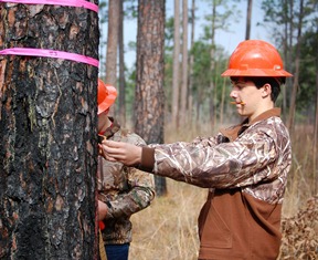 Forestry Judge measuring a tree